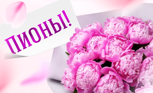 Bouquet of peonies