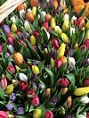 1001 tulips in a basket photo 3